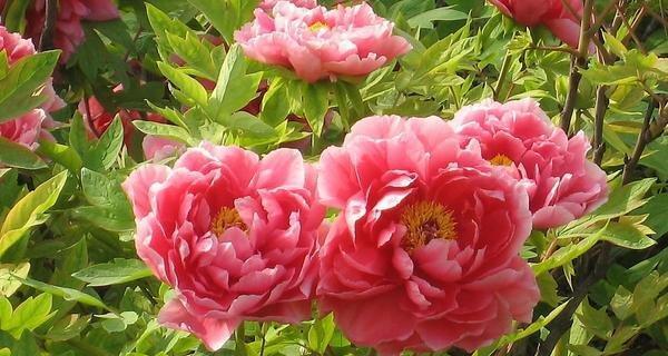 牡丹花的花语是什么？它有哪些特别的寓意？
