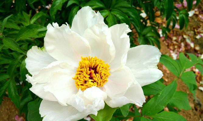 牡丹花开的寓意是什么？如何解读牡丹的花语？