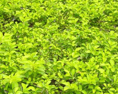 灌木植物有哪些种类？如何选择适合的灌木植物？
