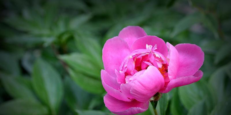 牡丹花语传说是什么？如何理解牡丹的花语含义？