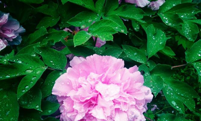 牡丹花语传说是什么？如何理解牡丹的花语含义？