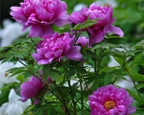 牡丹开花的寓意是什么？如何正确解读牡丹的花语？