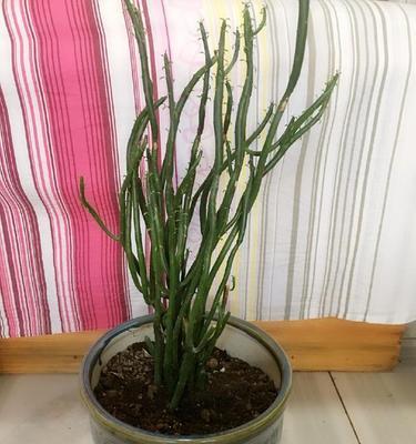 光棍树多久浇一次水？如何正确养护光棍树？