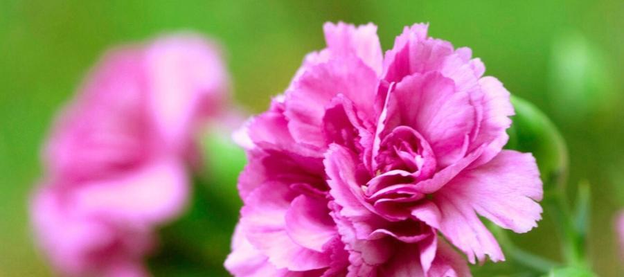 母亲节送康乃馨盆景有什么特别含义？花语解读及选购指南？