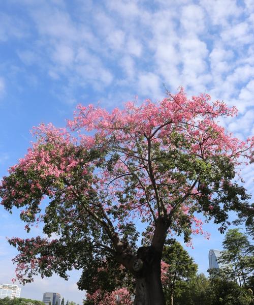 光棍树会开花吗？它在哪个季节绽放花朵？