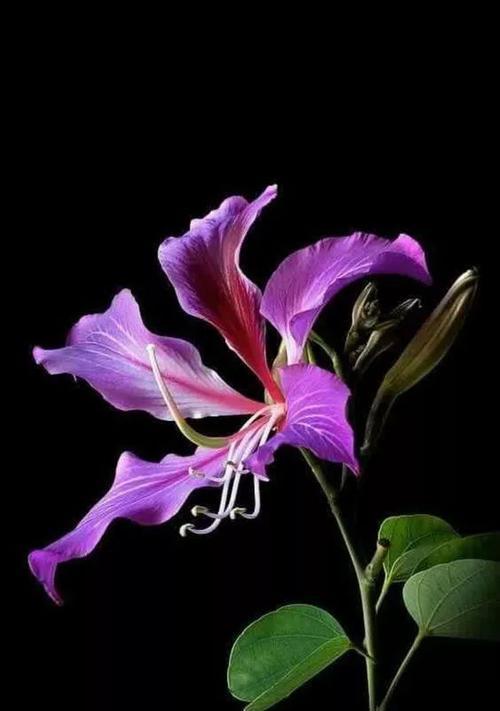 木百合的花语有哪些含义？