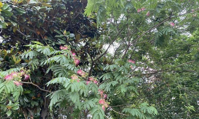 光棍树会开花吗？开花时的特征是什么？