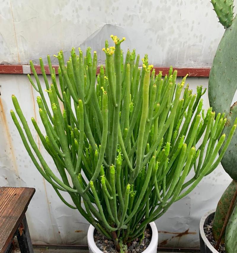 光棍树会开花吗？开花时的特征是什么？