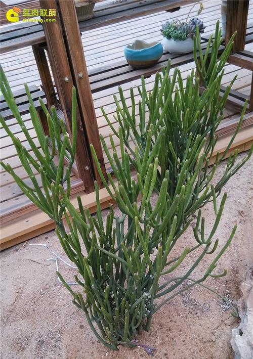 光棍树开花的样子是怎样的？开花又预示着什么含义？