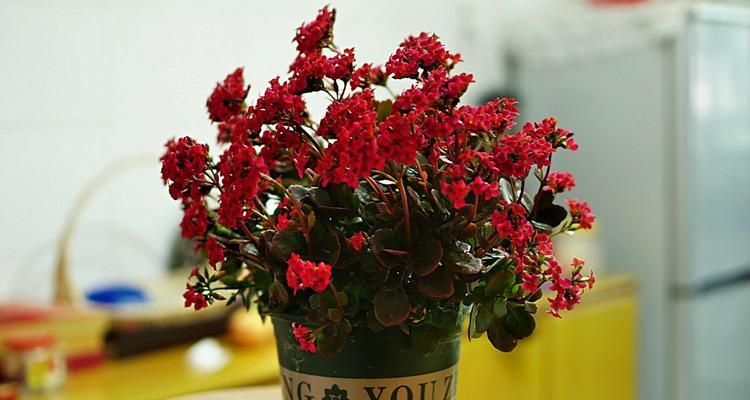 哪些花卉代表长寿？花语中长寿的花卉有哪些？