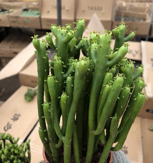 光棍树种植时选择大盆还是小盆更好？如何决定？