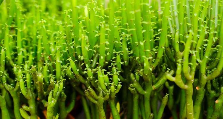 光棍树种植时选择大盆还是小盆更好？如何决定？