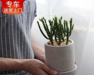 光棍树喜阴还是喜阳？如何正确养护光棍树？