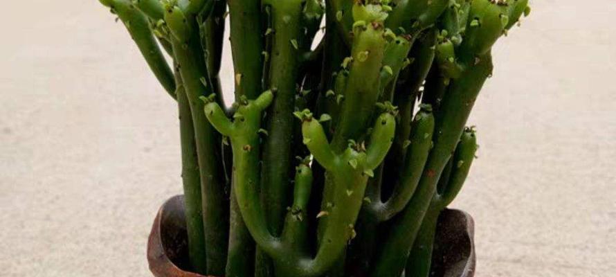 光棍树不开花怎么办？如何正确养护以促进开花？