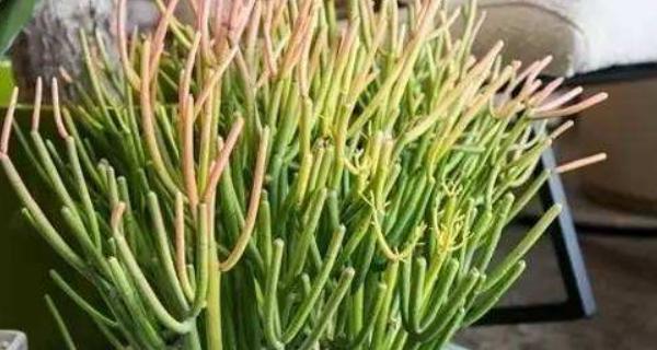 光棍树怎么养殖方法？养殖过程中常见的问题有哪些？