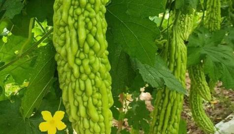 光敏性蔬菜有哪些？5种含光敏物质的蔬菜是什么？