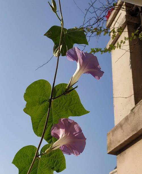 牵牛花象征什么？牵牛花的花语和文化意义是什么？
