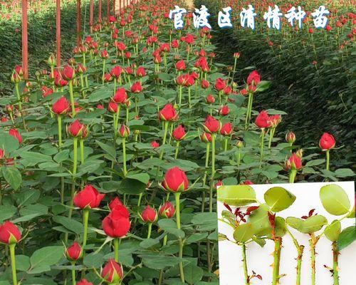 切花玫瑰是什么意思？购买时需要注意哪些问题？