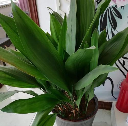 广东朝北阳台适合种植哪些花卉？如何选择适合的植物种类？