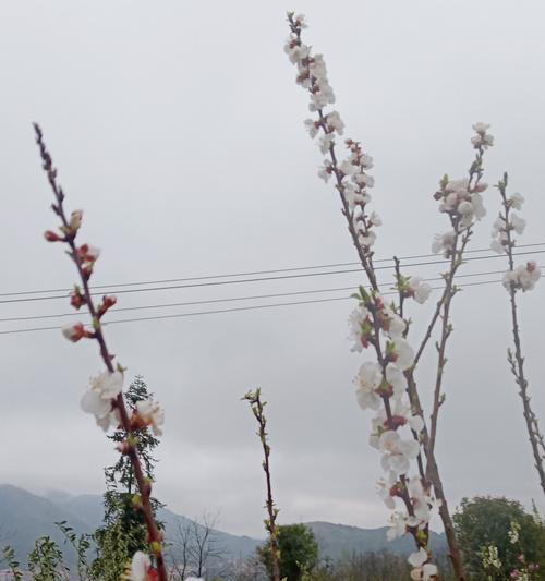 青梅花的花语代表什么含义？