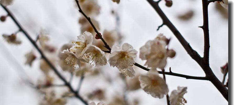 青梅花的花语代表什么含义？