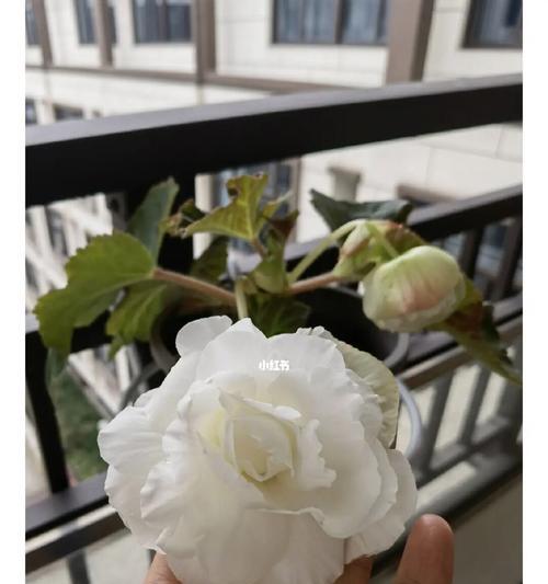 球根海棠花语有哪些含义？