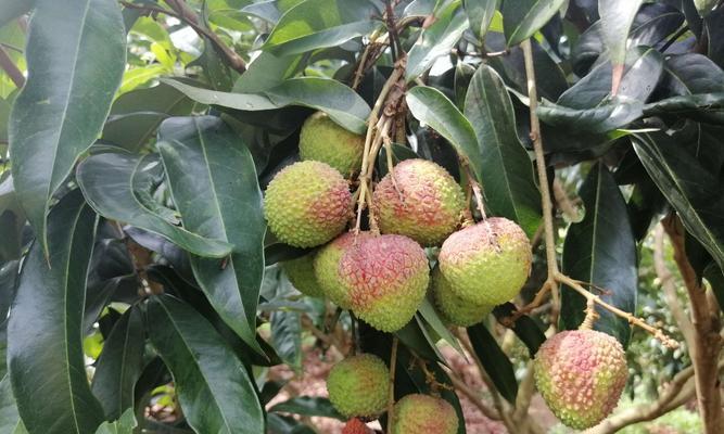 广东荔枝什么时候成熟？最佳采摘时间是什么时候？