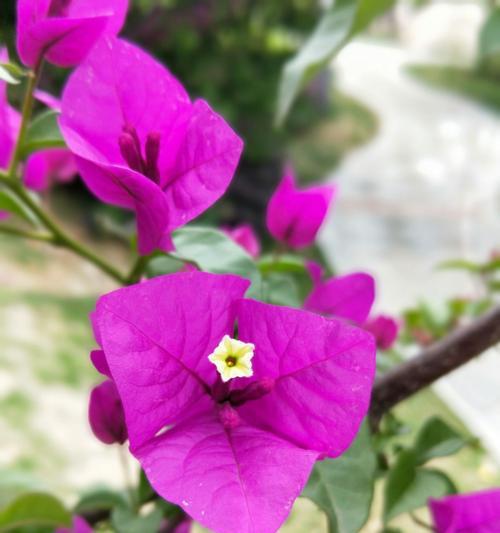 三角梅花语没有真爱是什么意思？如何解读三角梅的花语含义？