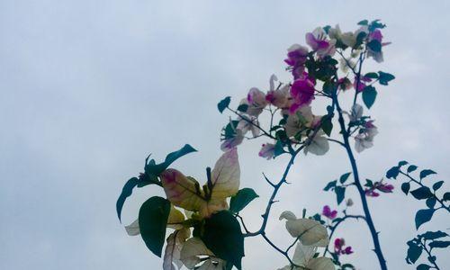 三角梅花语没有真爱是什么意思？如何解读三角梅的花语含义？