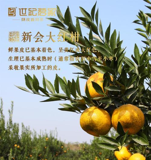 广柑什么时候成熟？如何判断最佳采摘时间？