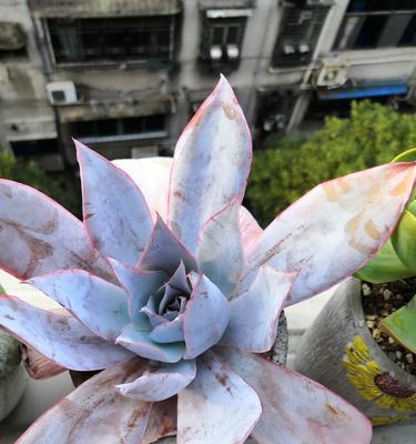 广寒宫多肉植物好养吗？养殖方法和养护要点是什么？