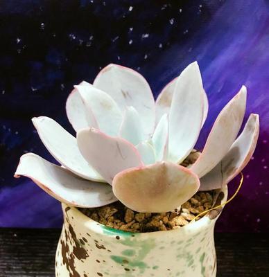 广寒宫多肉植物好养吗？养殖方法和养护要点是什么？
