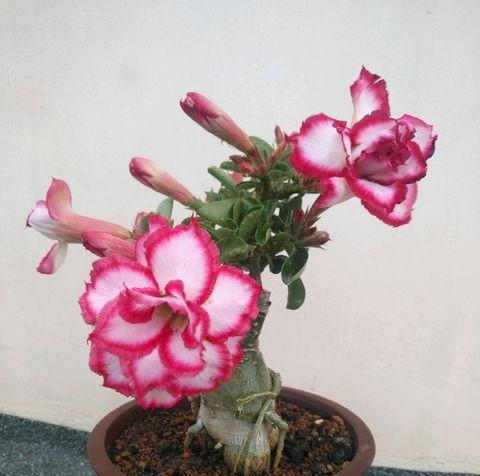 沙漠玫瑰花语是什么？如何正确解读沙漠玫瑰的花语含义？