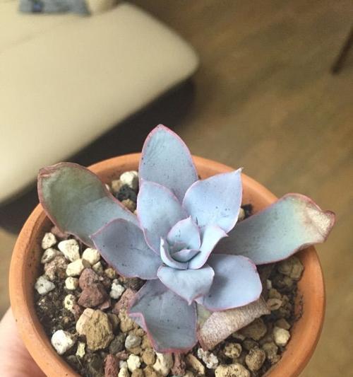 广寒宫植物叶子发黄烂掉怎么处理？