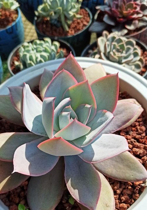 广寒宫植物叶子发黄烂掉怎么处理？