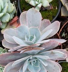 广寒宫植物叶子发黄烂掉怎么处理？
