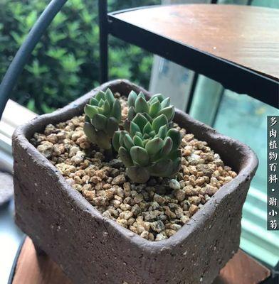 广寒宫配土方法是什么？种植土壤选择有哪些常见问题？