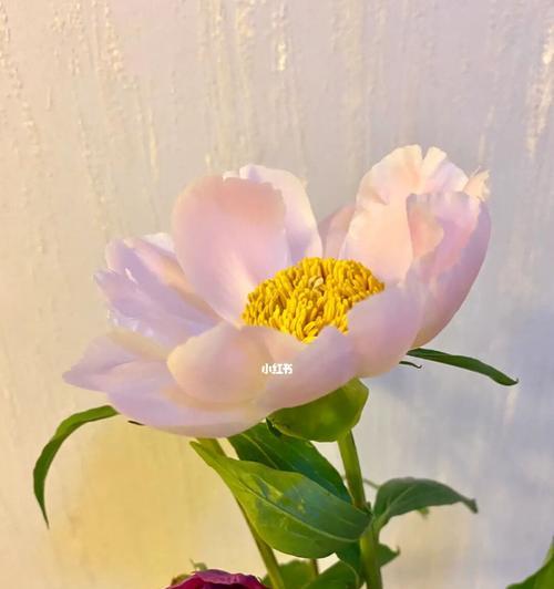 芍药的象征意义是什么？芍药花语有哪些含义？