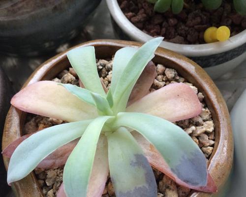 广寒宫叶子变软怎么办？如何正确处理植物叶子软化问题？