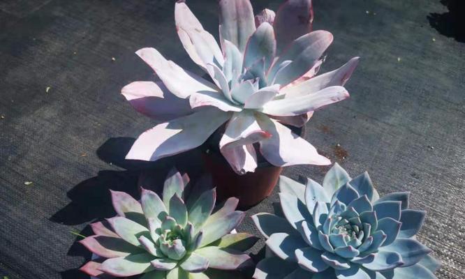 广寒宫种植用大盆还是小盆？哪种更适合？