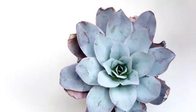 广寒宫种植用大盆还是小盆？哪种更适合？