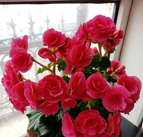 省花名称及花语是什么？各省份的省花有哪些花语含义？