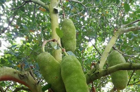 广西可以种菠萝蜜吗？种植菠萝蜜的条件和方法是什么？