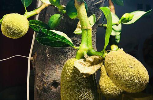 广西可以种菠萝蜜吗？种植菠萝蜜的条件和方法是什么？