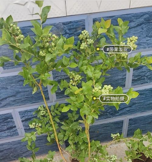 广西适合种植蓝莓吗？种植蓝莓需要注意什么？