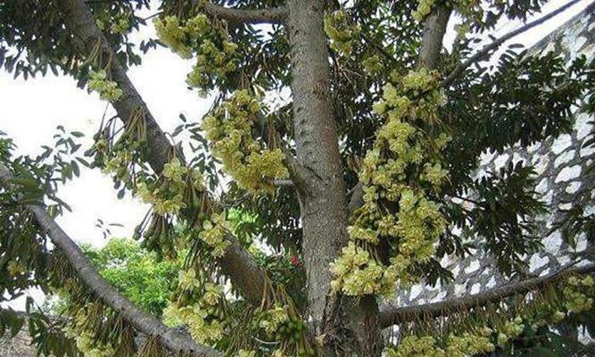 广西可以种榴莲吗？种植条件和注意事项是什么？
