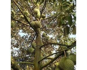 广西可以种榴莲吗？种植条件和注意事项是什么？