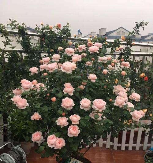 室内养的月季叫什么意思？月季花语有哪些含义？