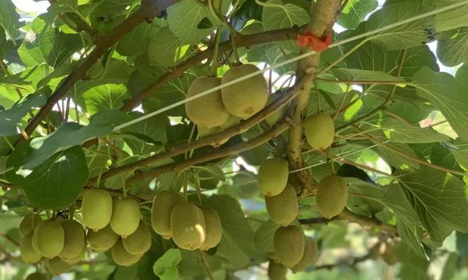 广西适合种植猕猴桃吗？种植条件和注意事项是什么？