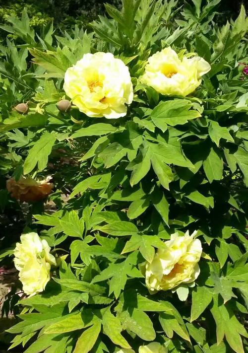广西能种植牡丹花吗？种植牡丹花的条件是什么？